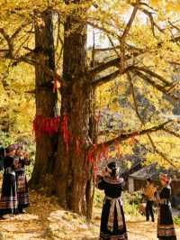 探秘11月貴州妥樂村：世界古銀杏之鄉的金色靜美
