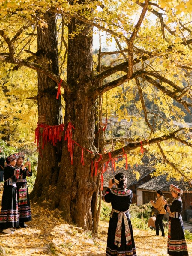 探秘11月貴州妥樂村：世界古銀杏之鄉的金色靜美