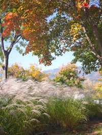 瀋陽世博園秋日漫遊｜治癒系吸氧之旅