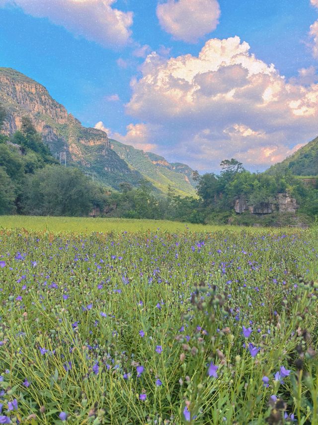 新鄉私藏！0.5h直達的紫色花海，治癒所有不開心