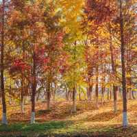 🍂 시안 가을의 숨은 보석, 짐바국립습지공원