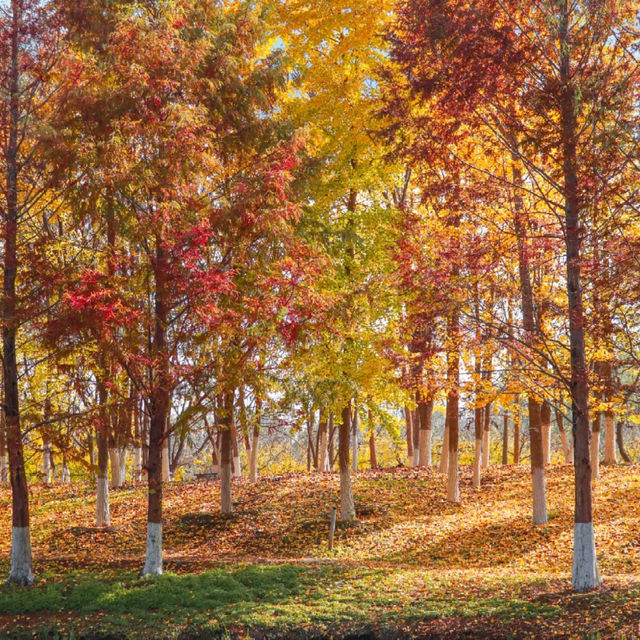 🍂 시안 가을의 숨은 보석, 짐바국립습지공원