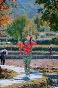 湖北羅田甜柿秘境500年古柿樹王等你來打卡！