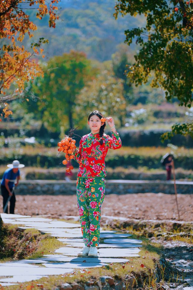 湖北羅田甜柿秘境500年古柿樹王等你來打卡！