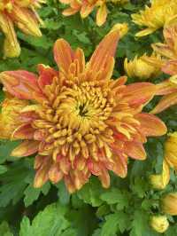 廣生泉菊展賞花攻略錯過等一年