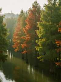 帶娃逛南京秋景！免費又好拍的10個地方