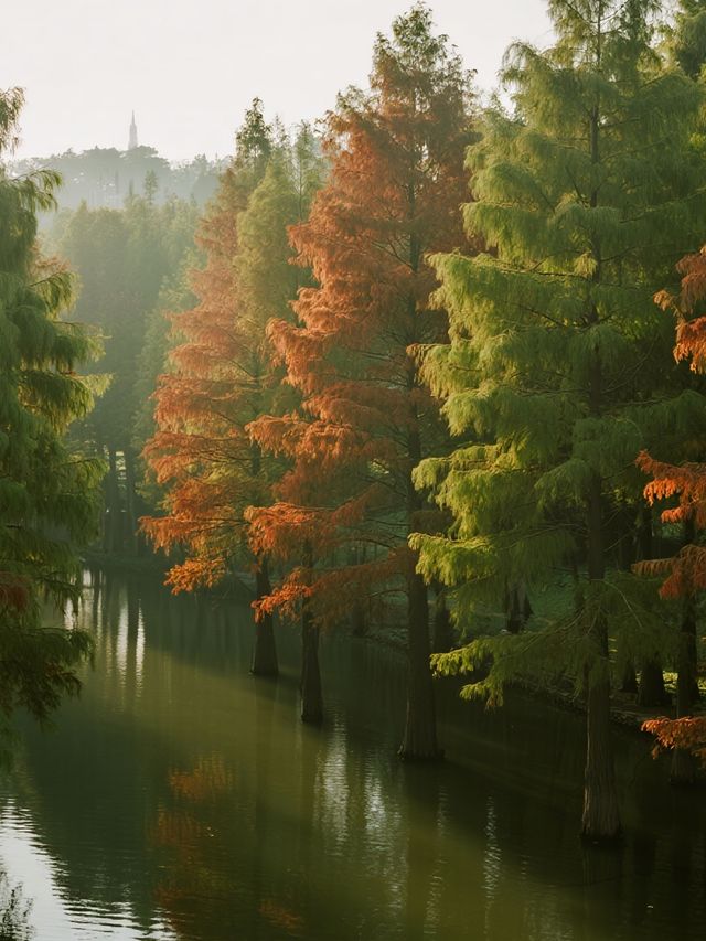 帶娃逛南京秋景！免費又好拍的10個地方