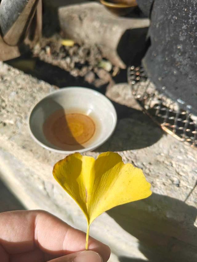 騰衝銀杏季躺平指南！三宅一界頂奢度假