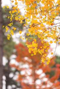 牛首山秋季限定「金」景，已閃亮登場！