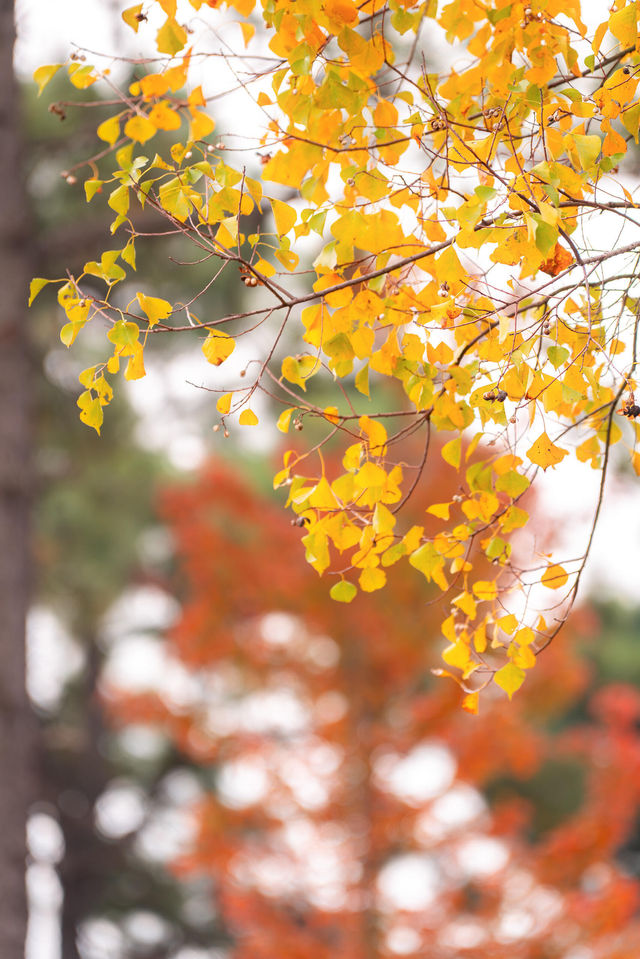 牛首山秋季限定「金」景，已閃亮登場！