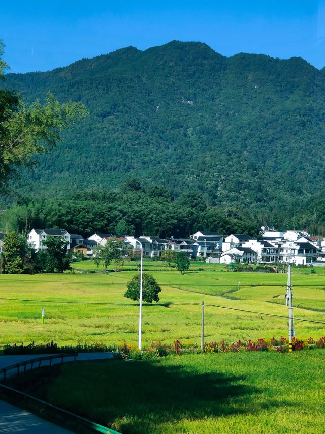 祁門蘆荔稻田遊玩攻略 祁門蘆荔稻田遊玩攻略