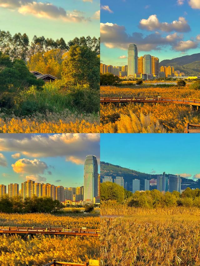 秋日童話裡的免費蘆葦棧道