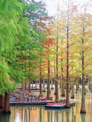 Sorry, the previous Suqian Hongze Lake guides are outdated!