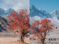 雪山下的紅色盛宴•俄色果