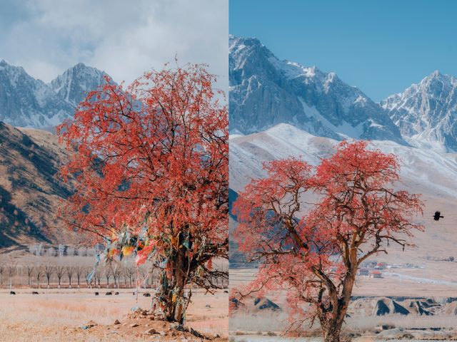 雪山下的紅色盛宴•俄色果 雪山下的紅色盛宴•俄色果