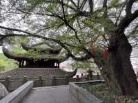 武平定光廟靜心之旅