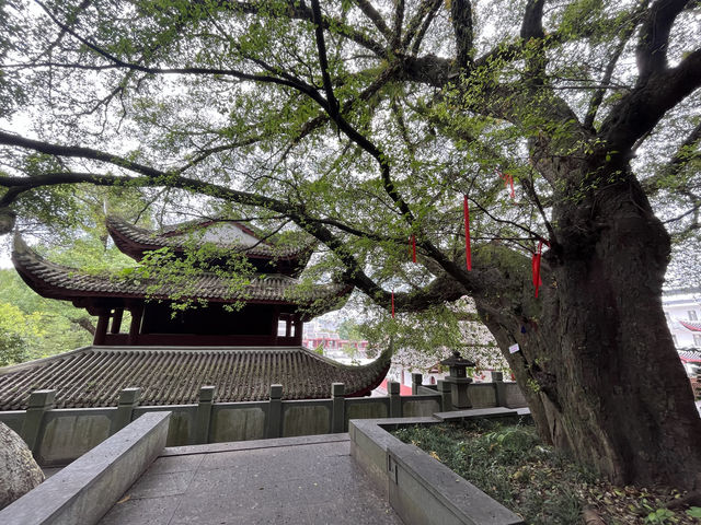 武平定光廟靜心之旅 武平定光廟靜心之旅