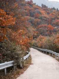 濟南秋日野趣指南