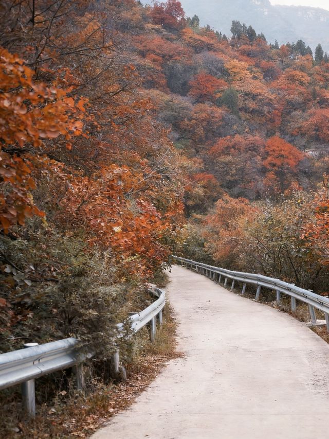 濟南秋日野趣指南 濟南秋日野趣指南