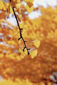 亞布力銀杏鋪秋箋，暖居枕林醉晴川