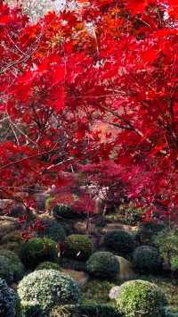 秋日青島楓葉秘境