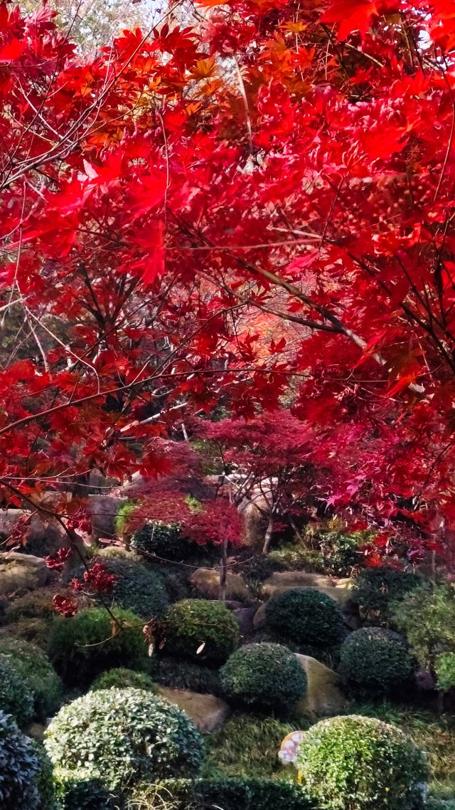 秋日青島楓葉秘境 秋日青島楓葉秘境