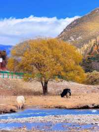 川西3日反向遊|彩林、雪山摘蘋果