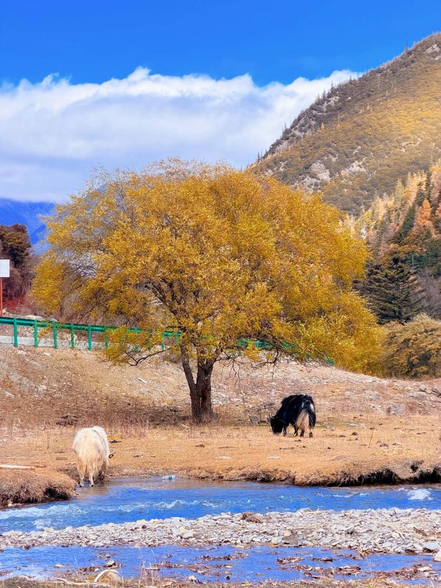 川西3日反向遊|彩林、雪山摘蘋果