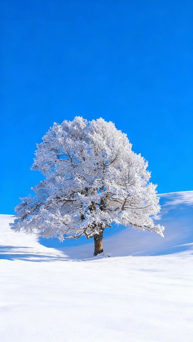 我想～沒人能拒絕冬天的阿勒泰吧！！