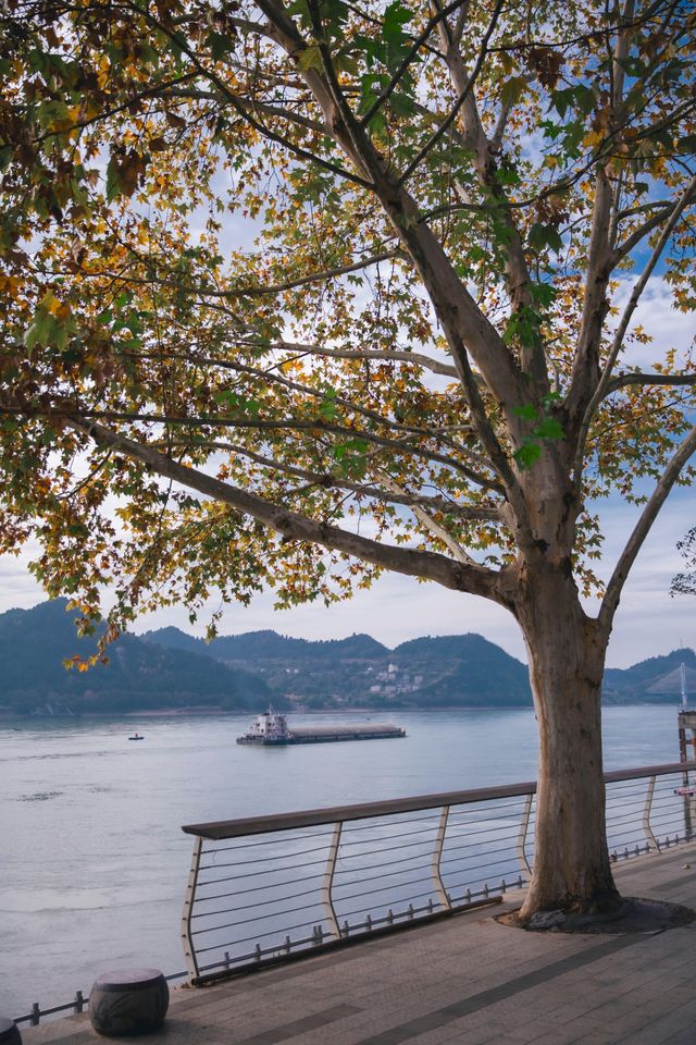 宜昌濱江:在長江岸線,邂逅老工業與深秋的詩意共鳴 宜昌濱江:在長江岸線,邂逅老工業與深秋的詩意共鳴