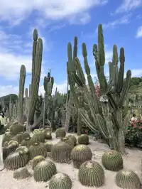 廈門植物園保姆級攻略 | 附最美拍照點