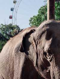 上海野生動物園全攻略：輕鬆遛娃不踩雷