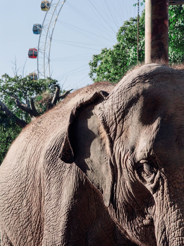 上海野生動物園全攻略：輕鬆遛娃不踩雷