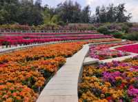 廈門植物園怒放的三角梅梯田