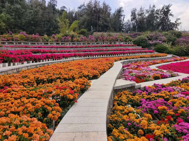 廈門植物園怒放的三角梅梯田