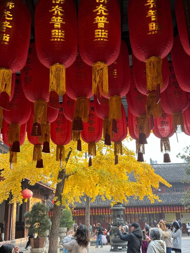 龍華寺的銀杏葉黃啦