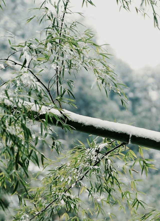 雪落徽州!打卡中國最美古村落的冰雪童話世界 雪落徽州!打卡中國最美古村落的冰雪童話世界