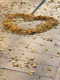 被銀杏包裹的初冬