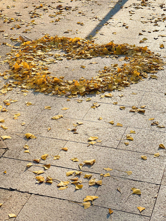 被銀杏包裹的初冬 被銀杏包裹的初冬