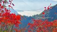 三峽紅葉與雲海,太美啦!