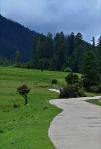 探秘西藏魯朗林海:來了就不想走的東方瑞士