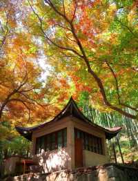 莫干山秋日秘境 | 紅杉林染盡山色