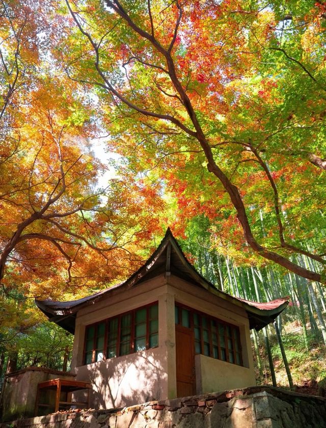 莫干山秋日秘境 | 紅杉林染盡山色 莫干山秋日秘境 | 紅杉林染盡山色