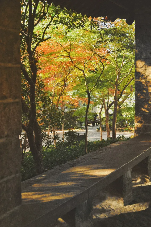 魯迅公園的紅葉已經瘋狂綻放啦