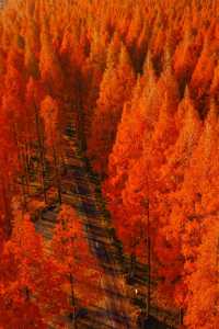 江蘇這片紅杉秘境美炸了!12月最佳觀賞期僅剩2週