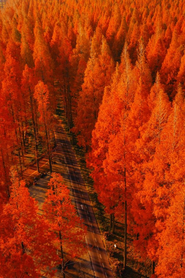 江蘇這片紅杉秘境美炸了!12月最佳觀賞期僅剩2週 江蘇這片紅杉秘境美炸了!12月最佳觀賞期僅剩2週