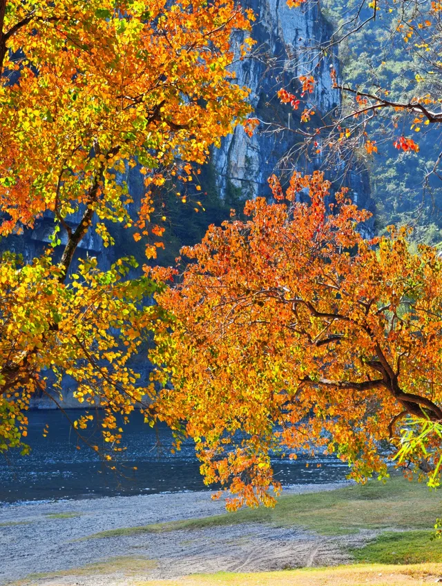 桂林陽堤隱藏款！原來「月光烏桕」的浪漫和月