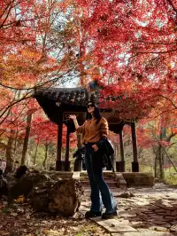 11.29日棲霞山實拍