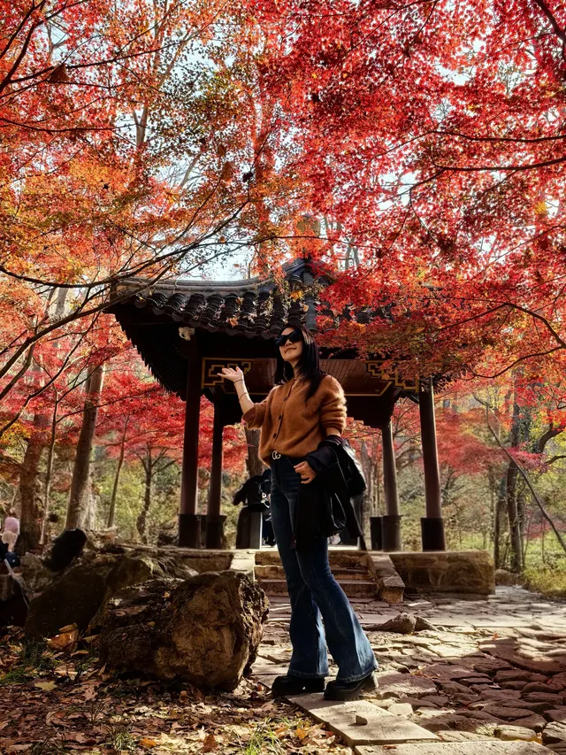 11.29日棲霞山實拍 11.29日棲霞山實拍