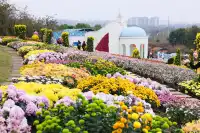 成都!!漫花莊園的菊花太前衛了!!!